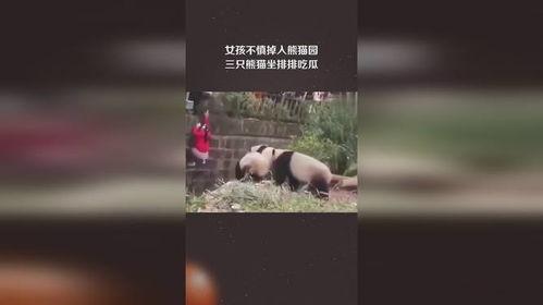 三只熊猫吃瓜视频,萌态十足引网友热议