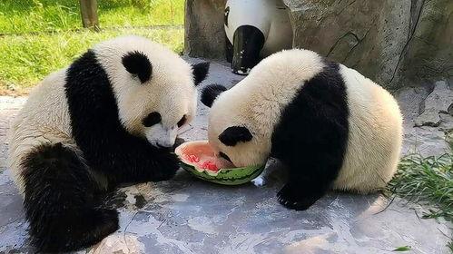 三只熊猫吃瓜视频,萌态十足引网友热议