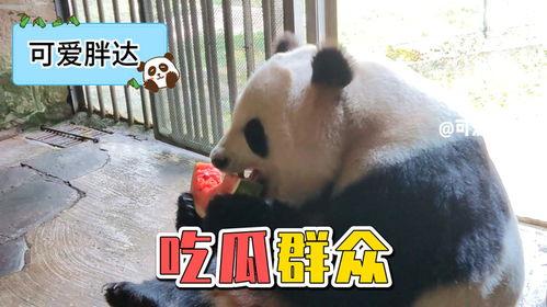 三只熊猫吃瓜视频,萌态十足引网友热议