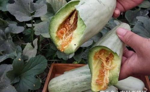 吃田瓜要削皮吗视频讲解,削皮还是直接享用？
