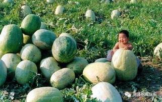 山东沂山吃瓜视频,一场别开生面的吃瓜盛宴