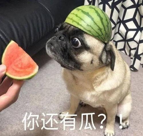 最新吃瓜视频表情图片,揭秘最新吃瓜视频潮流