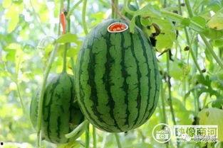 长垣县吃瓜视频,揭秘当地特色美食文化