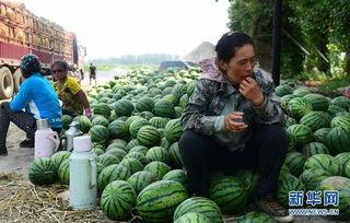 长垣县吃瓜视频,揭秘当地特色美食文化