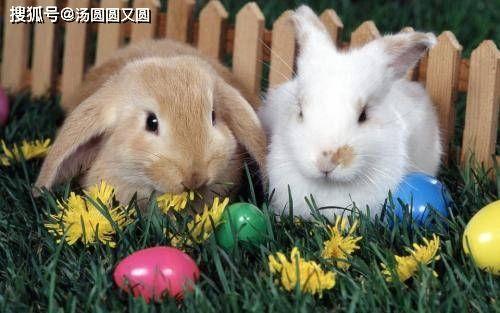 兔子吃茭瓜吗会死吗视频,兔子食用茭瓜的安全性探讨