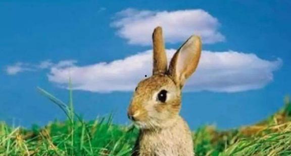 兔子吃茭瓜吗会死吗视频,兔子食用茭瓜的安全性探讨