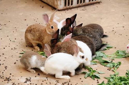 兔子吃茭瓜吗会死吗视频,兔子食用茭瓜的安全性探讨