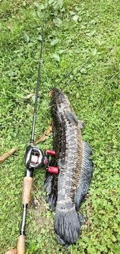 吃瓜群众新手钓鱼视频,吃瓜群众教你轻松入门