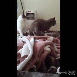 小八吃瓜视频,揭秘娱乐圈最新热点事件