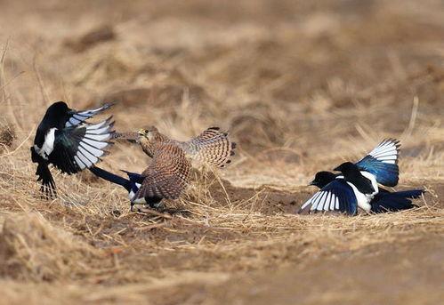 喜鹊围观吃瓜视频播放全集,揭秘动物界的“热门话题”