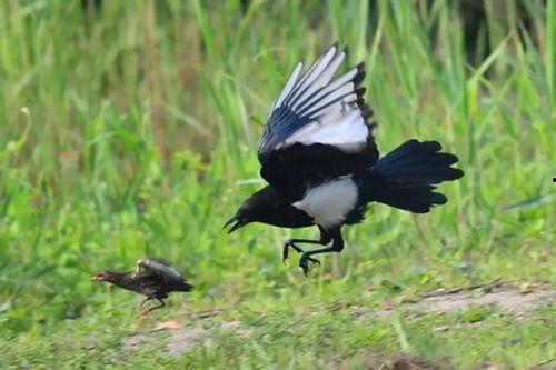 喜鹊围观吃瓜视频播放全集,揭秘动物界的“热门话题”