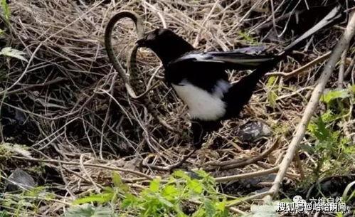 喜鹊围观吃瓜视频播放全集,揭秘动物界的“热门话题”