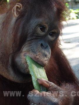 直播吃瓜变猩猩了吗视频