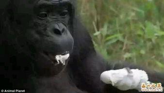 直播吃瓜变猩猩了吗视频