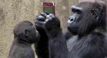 直播吃瓜变猩猩了吗视频