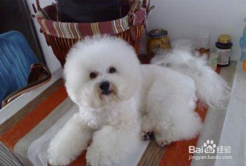 比熊吃哈密瓜的视频大全,哈密瓜美食盛宴