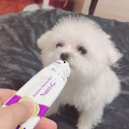 比熊吃哈密瓜的视频大全,哈密瓜美食盛宴