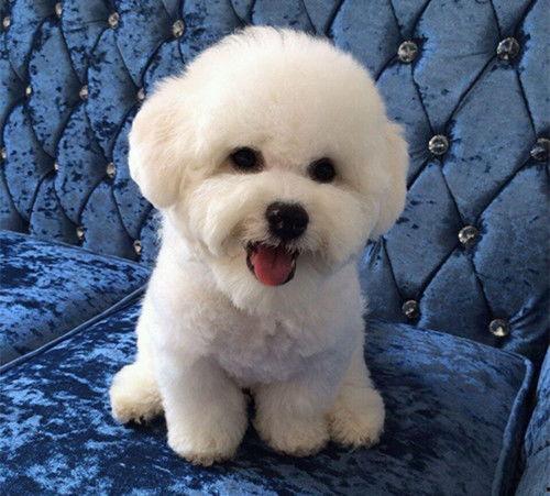 比熊吃哈密瓜的视频大全,哈密瓜美食盛宴