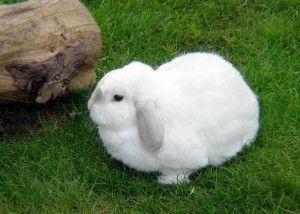 大白兔吃瓜事件视频,一场网络爆笑事件背后的趣味与思考