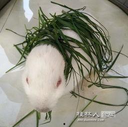 大白兔吃瓜事件视频,一场网络爆笑事件背后的趣味与思考