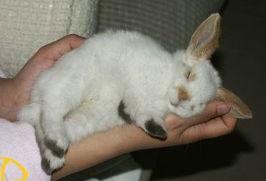 大白兔吃瓜事件视频,一场网络爆笑事件背后的趣味与思考