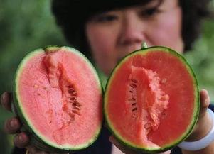 胖子吃瓜降糖效果好吗视频,视频揭示神奇食疗法