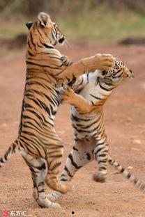 小老虎吃瓜图片搞笑版视频,小老虎搞笑吃瓜瞬间，萌态十足引网友爆笑