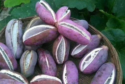 星妹吃八月瓜的视频,趣味视频引网友热议