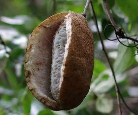 八月瓜吃视频,视频带你领略田园风光与美食之旅