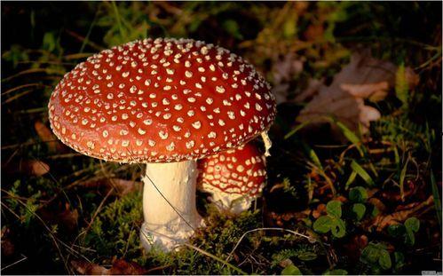 大瓜头吃毒蘑菇视频大全,惊险刺激的生存挑战视频大盘点