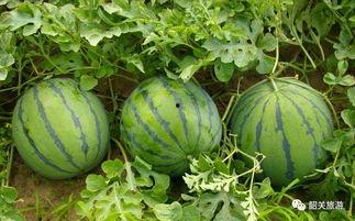 瓢瓜去瓤好吗怎么吃的视频