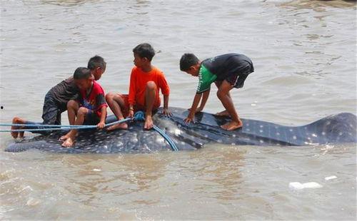 福建渔民吃瓜事件视频,揭秘渔民真实生活与争议瞬间