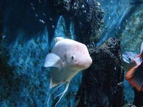 招财鱼吃瓜的视频,揭秘水下美食家的独特生活