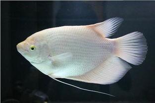 招财鱼吃瓜的视频,揭秘水下美食家的独特生活