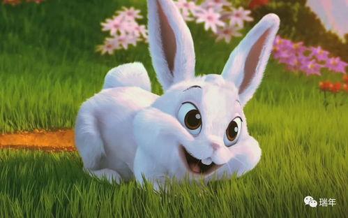 兔子可以吃沙白瓜么吗视频,揭秘宠物饮食之谜