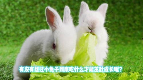 兔子可以吃沙白瓜么吗视频,揭秘宠物饮食之谜