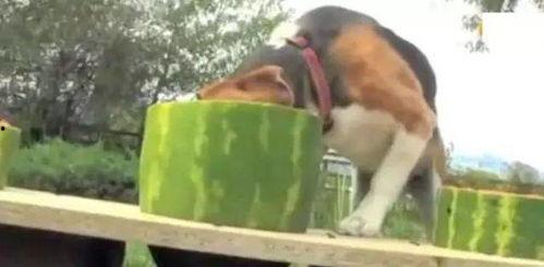 小狗可以吃生瓜嘛视频讲解,视频解析与注意事项