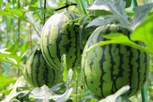 免费吃瓜叫卖视频大全,视频大全带你领略网络奇观