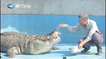 吃瓜鳄鱼的视频大全,趣味视频大全，揭秘鳄鱼界的“吃瓜群众”