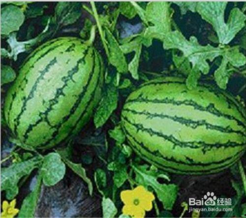 福建吃瓜事件最新情况视频,真相揭晓，各方反应汇总