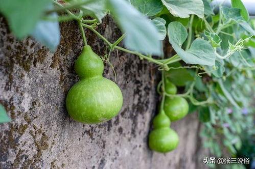 大山哥吃葫芦瓜视频,趣味横生美食之旅