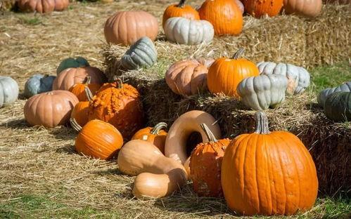 大山哥吃葫芦瓜视频,趣味横生美食之旅