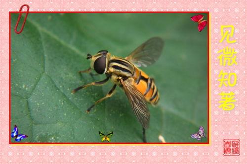 吃瓜视频大全小蜜蜂,吃瓜视频大全里的甜蜜舞者