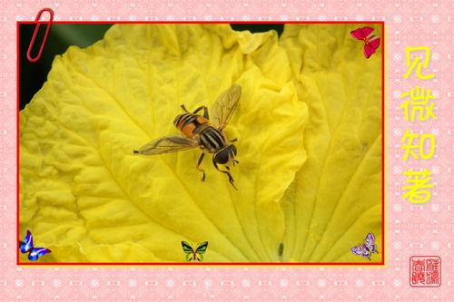 吃瓜视频大全小蜜蜂,吃瓜视频大全里的甜蜜舞者