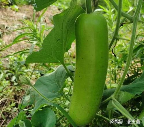 吃瓠子瓜会放屁吗视频讲解,吃瓠子瓜真的会放屁吗？视频讲解带你了解真相