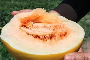 白金蜜瓜好吃吗怎么吃视频,视频教你如何品尝佳肴