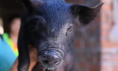 直播间黑猪吃瓜视频,瓜果飘香，欢乐无限