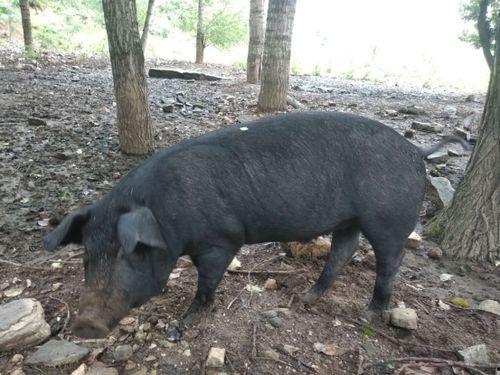 直播间黑猪吃瓜视频,瓜果飘香，欢乐无限