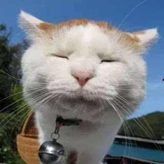 老猫吃聪明瓜的视频,趣味横生上演智力对决