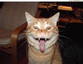 老猫吃聪明瓜的视频,趣味横生上演智力对决